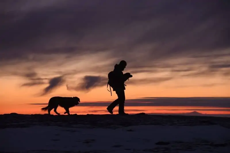 best dog harness for hiking