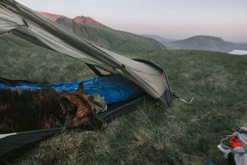 37 Best Tents For Camping With Dogs Rep The Wild