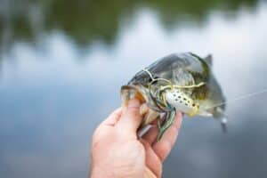 Best lures for spring bass pond fishing