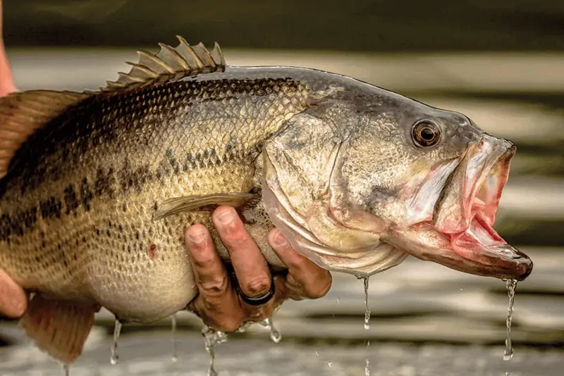 Learn how to catch big bass in the summer.