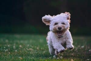 Best portable dog fence for RV camping