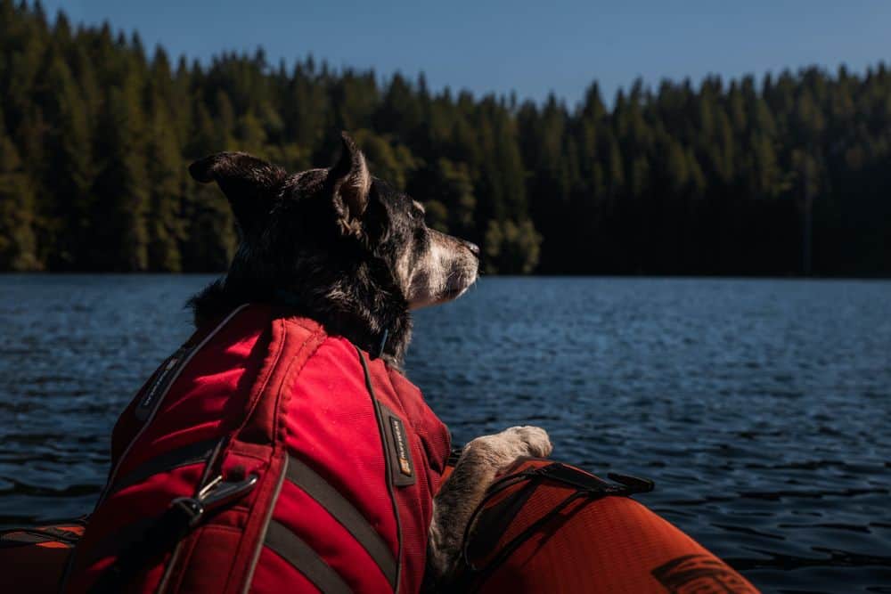Best Kayak For Dogs Top 13 DogFriendly Kayaks [2023] Rep The Wild