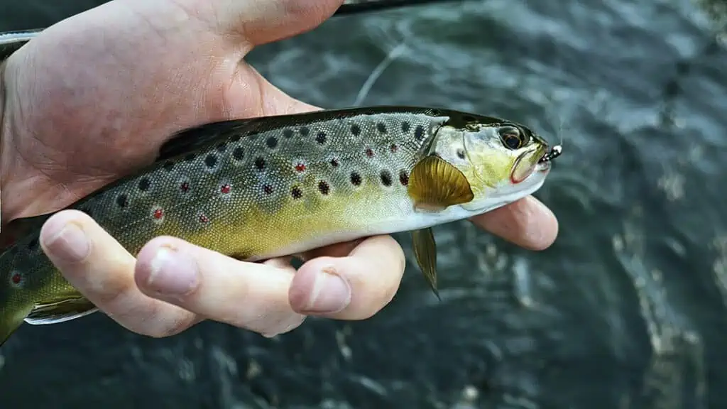 trout fishing with rigs