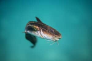 Best rod and reel combos for catfishing
