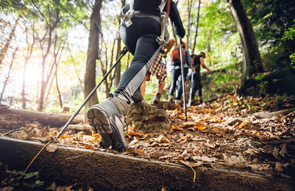 Hikers in woods