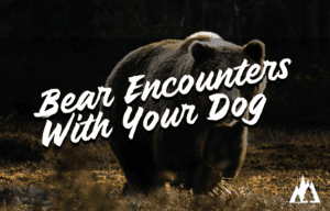 What to Do If You Encounter a Bear With Your Dog