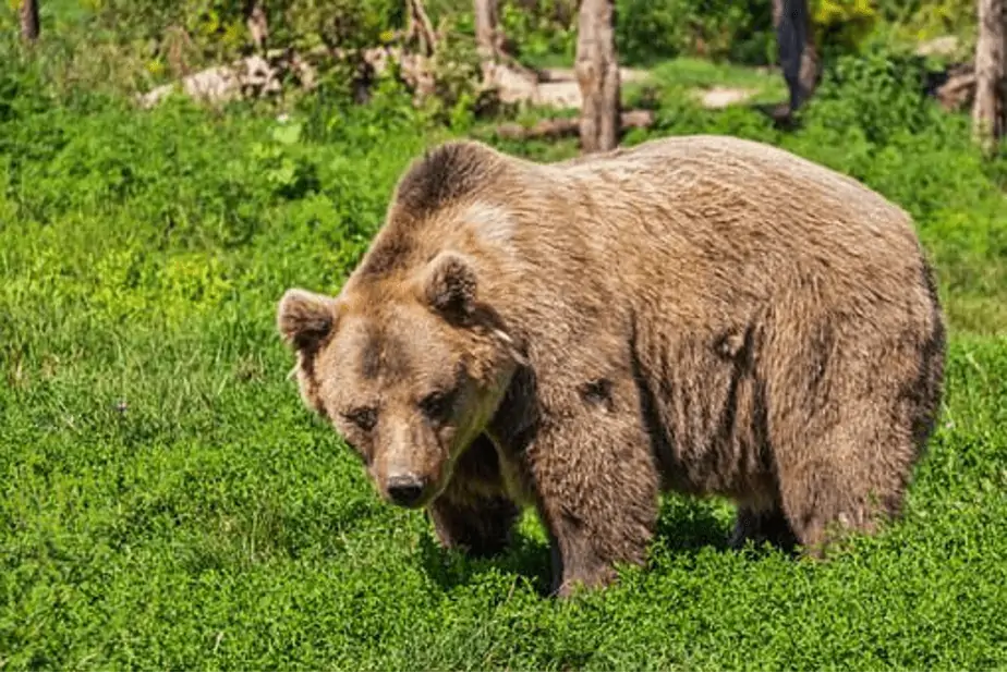 brown bear