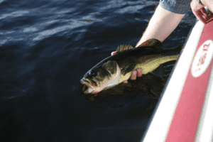 catch and release bass