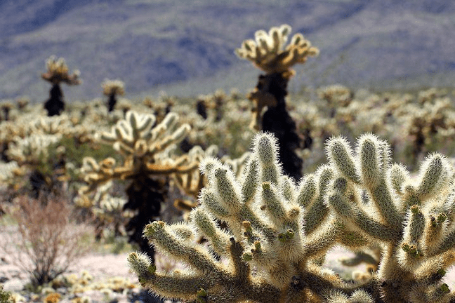 Cholla Catus Nature Trail