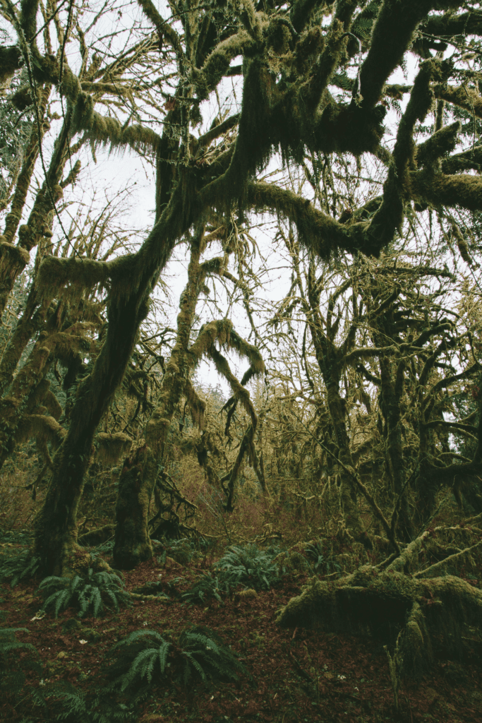 Moss covered trees at Hoh Rainforest in Washington