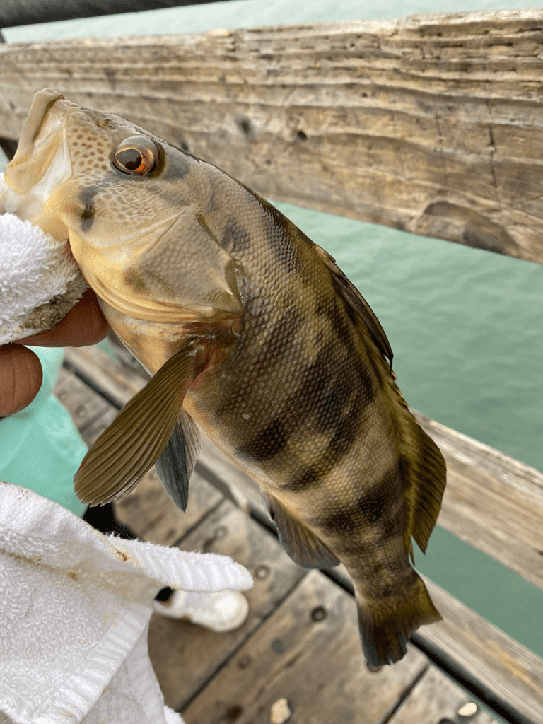 barred sand bass caught off the pier