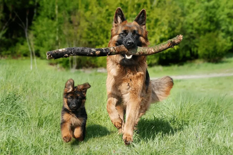 Dog and puppy playing fetch in a field