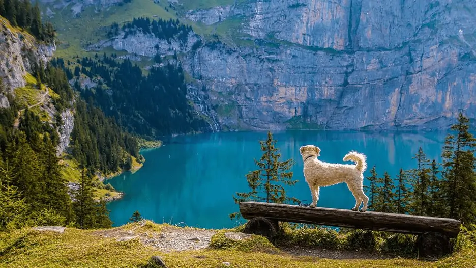 Dog walking on a log in wilderness