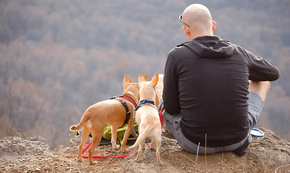 guy with his two dogs camping