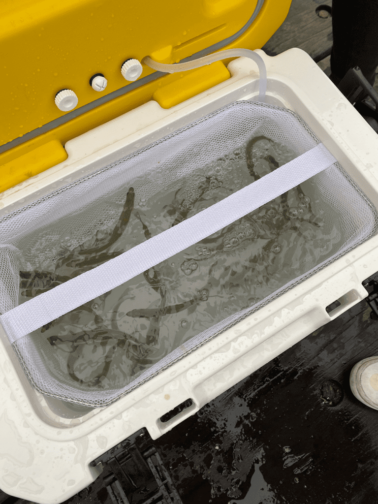 smelt in magnum bait station