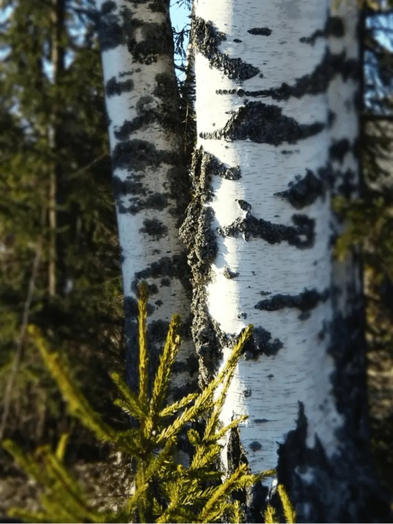 Tree bark