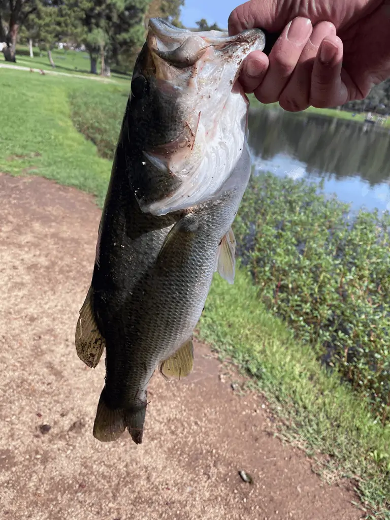 first bass caught off a Tokyo rig