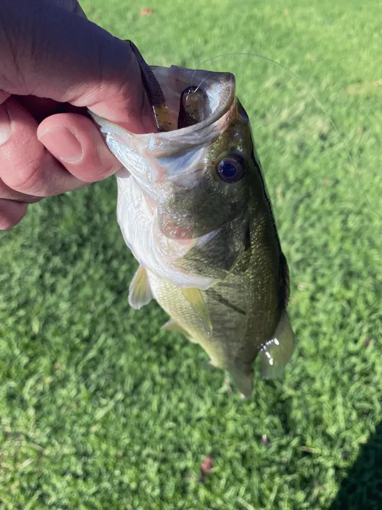 Bass we caught using a finesse worm on the drop shot rig