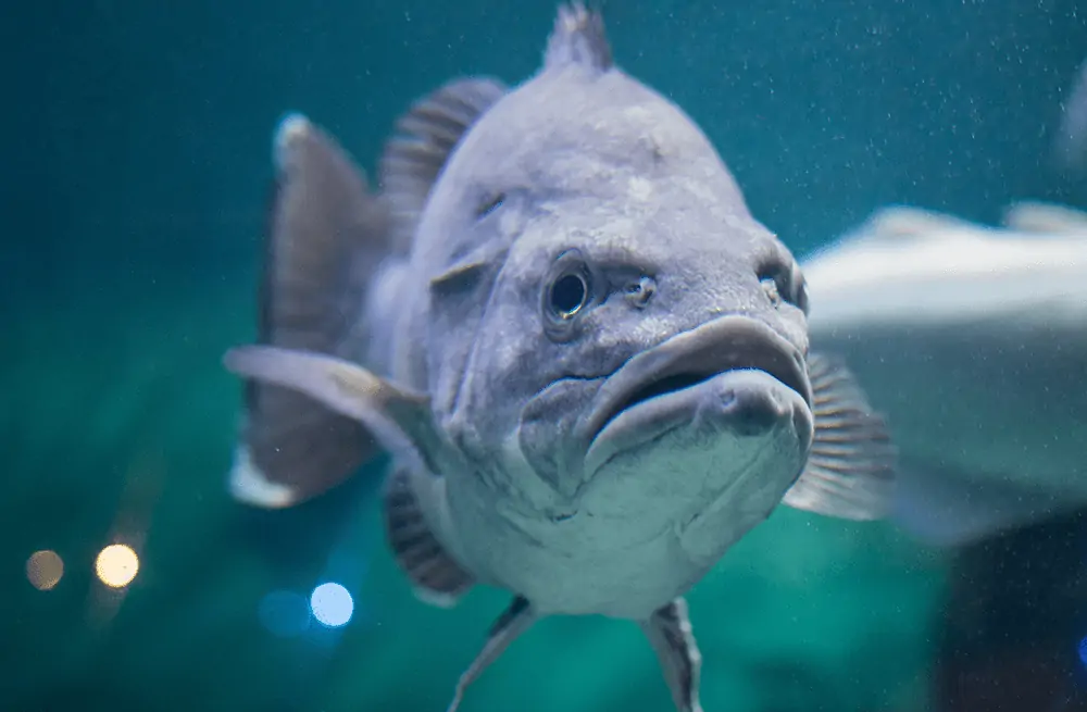 underwater view of a bass