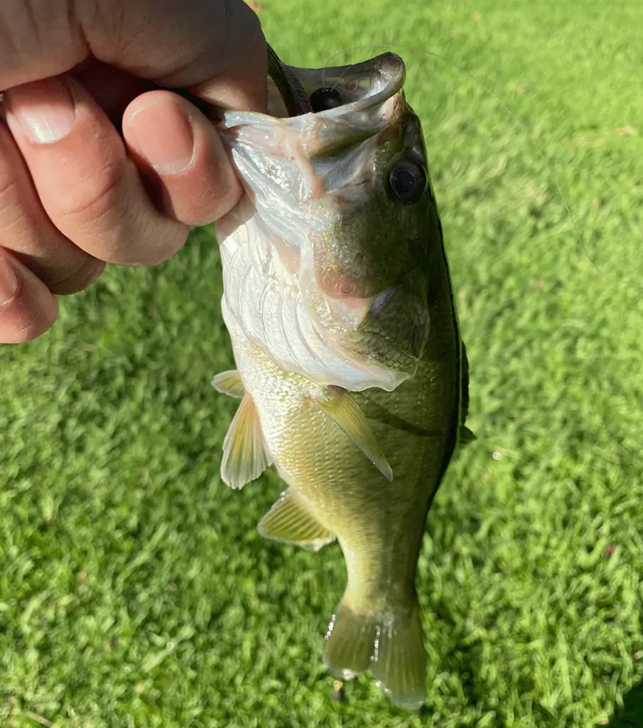 This dink and all the others were caught off our baitcasting combo rod and reel