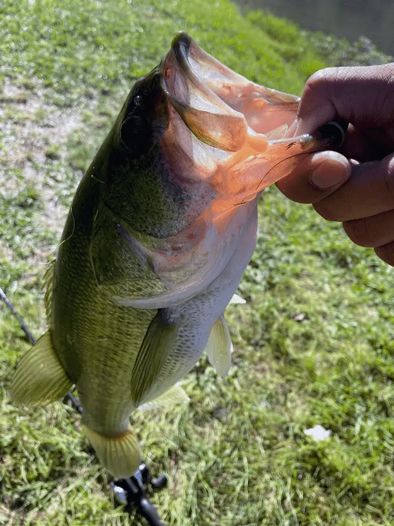 Our largest bass of the day with the drop shot!