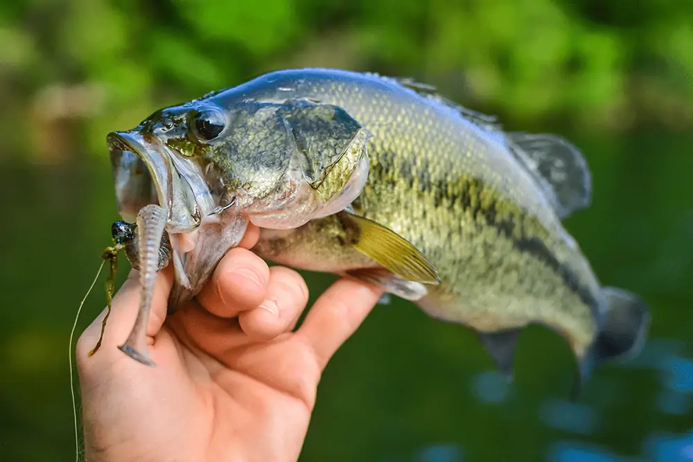 largemouth bass on a soft plastic