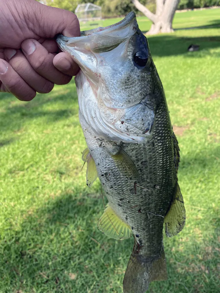 Second bass caught off the Tokyo rig