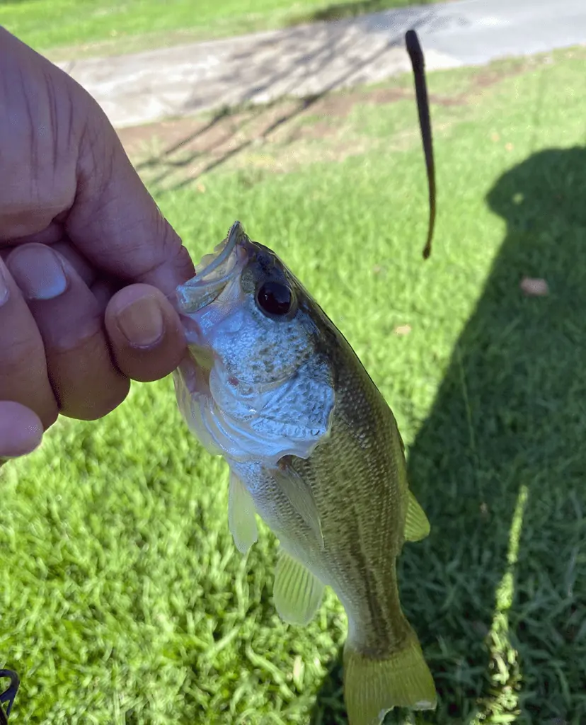 One of the smaller dinks we caught