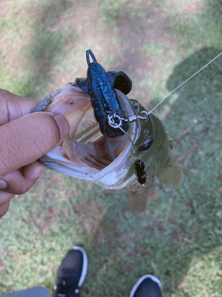 first bass caught with a tokyo rig