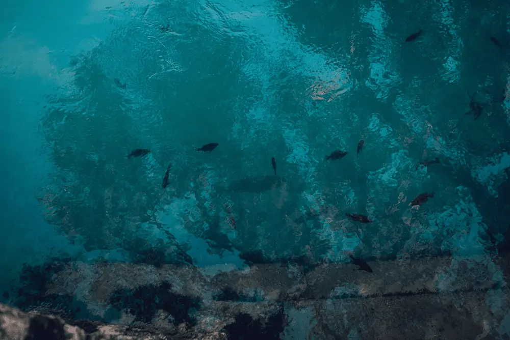 top view of bass fish in water