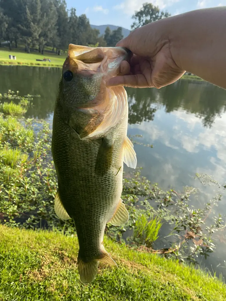 Largemouth bass on a finesse worm