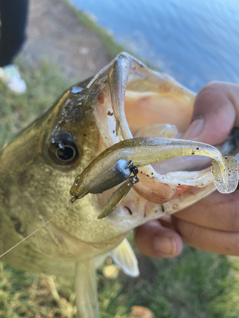 Bass caught on underspin lure