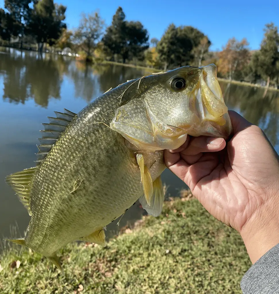 bass caught off worm