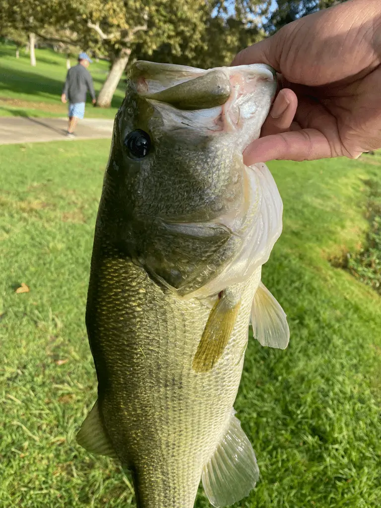 Largemouth bass caught at my local pond