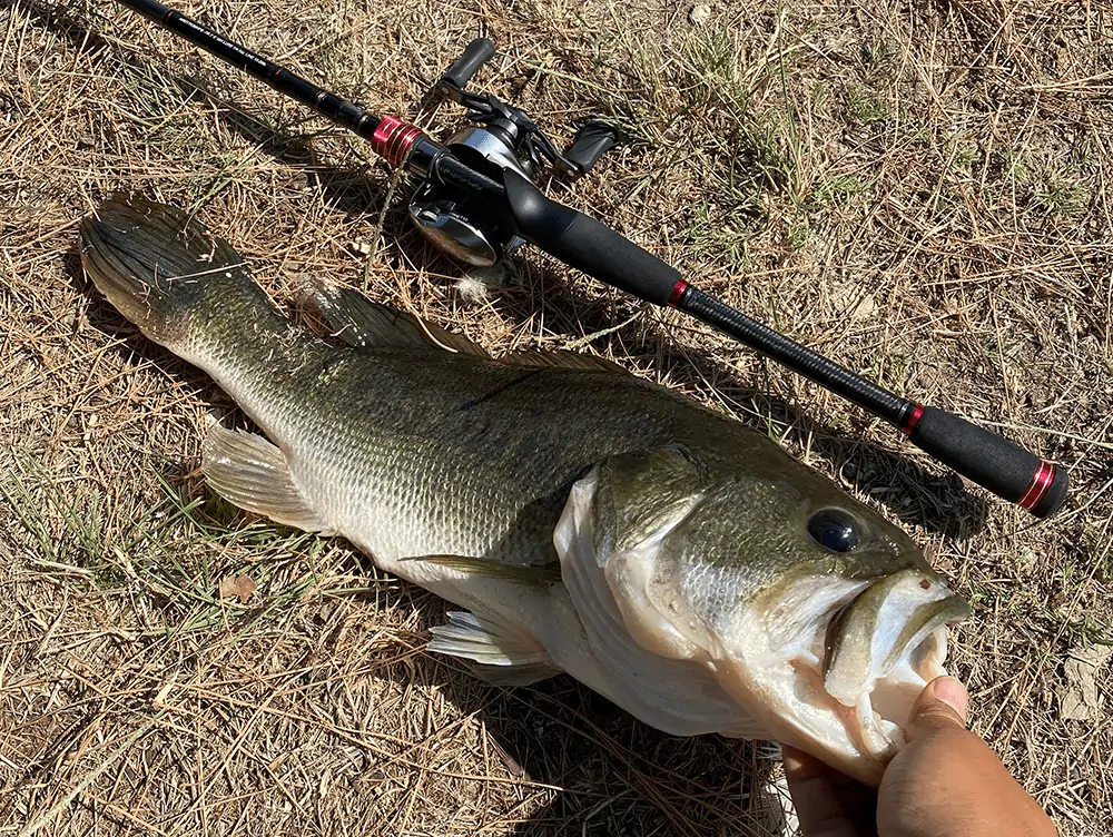 largemouth bass