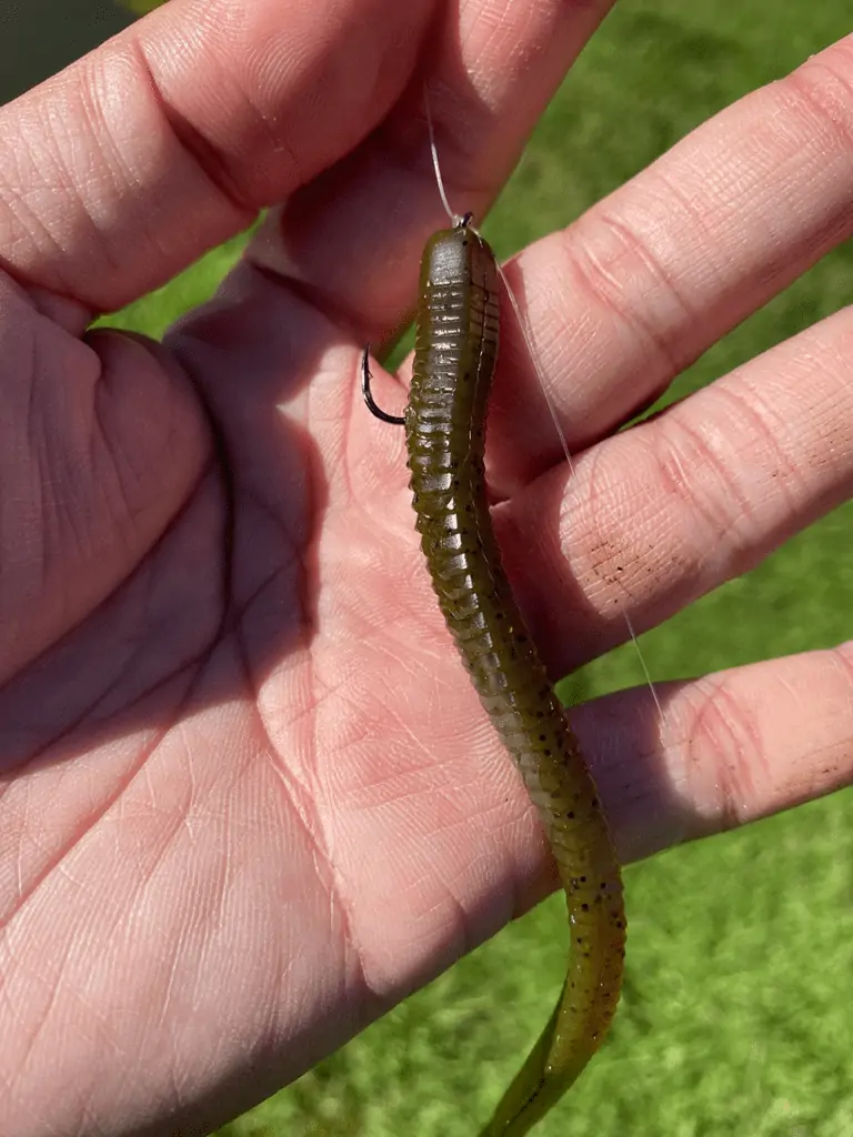 green pumpkin worm