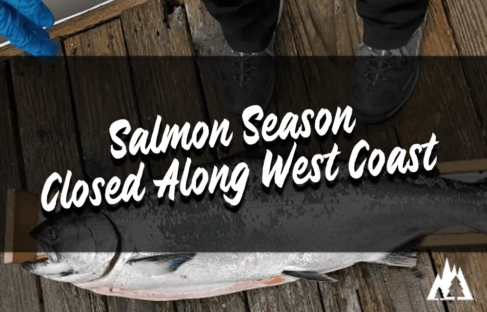 Salmon season closed along west coast