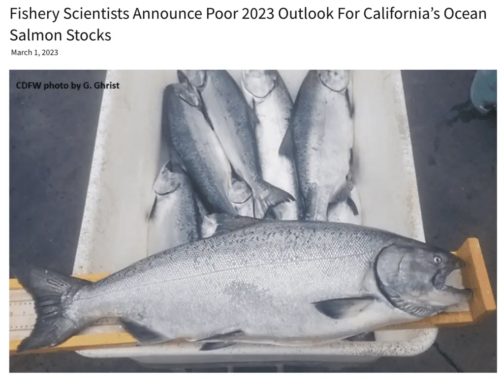 Poor outlook on salmon stocks